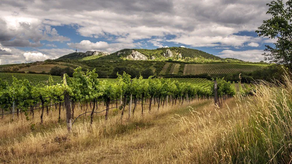 Vinice